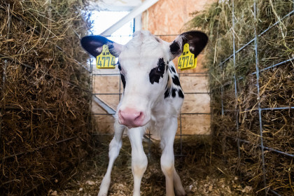 Карантин по бешенству ввели в Гжатске и Колывани Новосибирской области