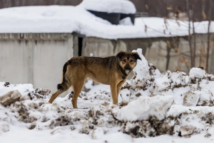Бастрыкин потребовал отчет после смерти жительницы Новосибирска от укусов собак