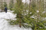 Почти 5 тысяч лесных красавиц заготовят в Новосибирской области к Новому году