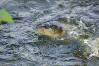 Сибирские предприниматели наращивают производство рыбы и рыбопосадочного материала