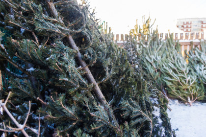 Опубликованы адреса пунктов приема новогодних елок в Новосибирске