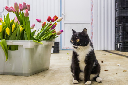 Суд простил новосибирца, укравшего для любимой 80 тюльпанов на 8 Марта