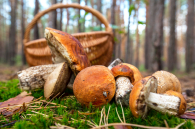 Не ходить с мешком за грибами посоветовали жителям Новосибирской области