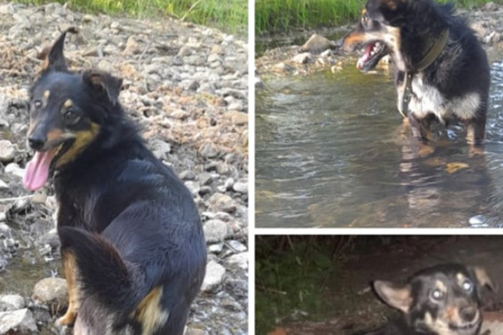 Сбежавшую из Толмачево собачку Боню не могут найти в Новосибирске