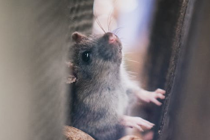 На полчища крыс на улицах города жалуются новосибирцы
