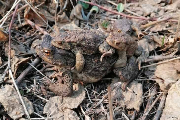 Жабы Bufo bufo раздражают новосибирцев громкими звуками любви