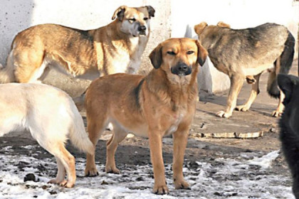 Бездомные собаки уничтожают скот в Черепановском районе