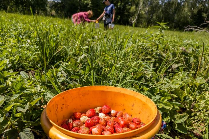 Сбор земляники начался в полях под Новосибирском: где собирать, урожай и цены
