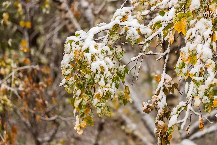 Фотографиями первого снега делятся в соцсетях жители Новосибирска
