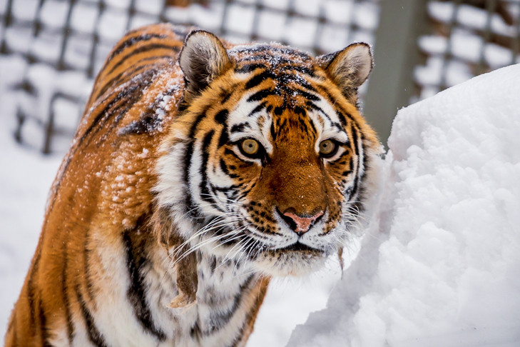 Новосибирский зоопарк перешёл на зимнее время