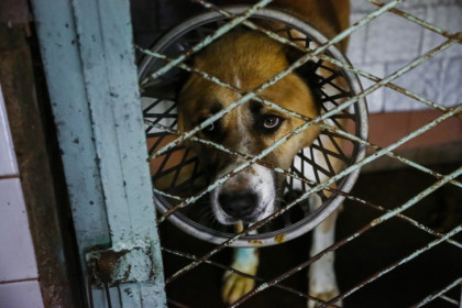 Новосибирец расправился с собственным псом после его кастрации в приюте