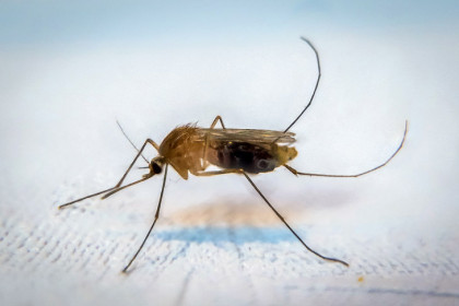 Способы защиты от лихорадки чикунгунья назвали в Роспотребнадзоре Новосибирска