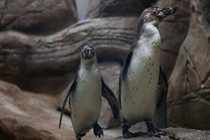 «Пингвин обиделся, что его не было в списке»: в новосибирском зоопарке подвели итоги голосования за символ Новогодней столицы