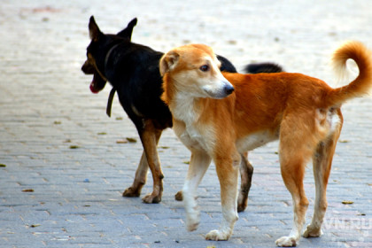 Первомайцы жалуются на стаю бродячих собак