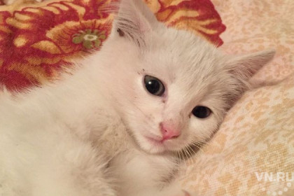 Белого котенка спасли из подземелья новосибирские диггеры