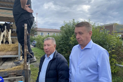 В Новосибирской области восстанавливают поголовье сельскохозяйственных животных