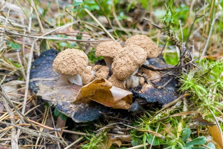 Жителей Новосибирска предупредили об опасных грибах у трассы