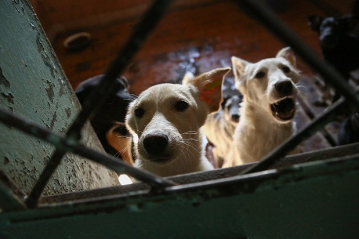 Сколько бродячих собак реально возвращают обратно на улицы: первые итоги эксперимента