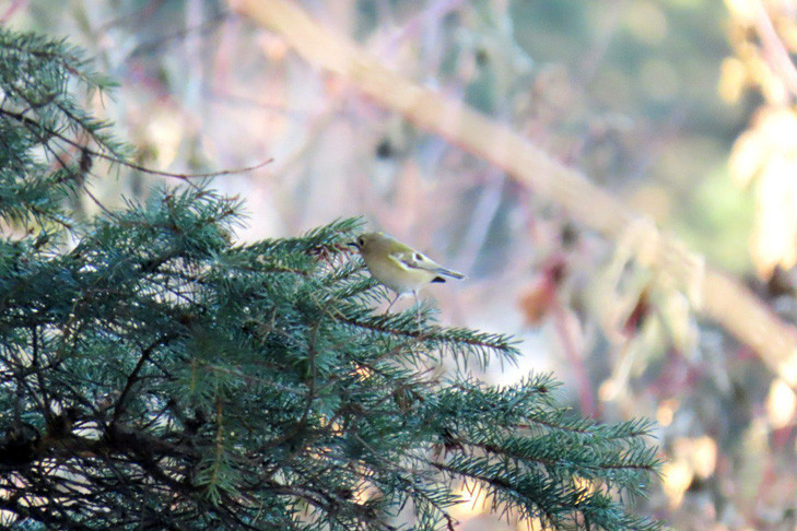 Самая маленькая птица Европы осталась зимовать в Новосибирске