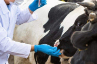 Изъятие потенциально зараженных животных завершено в Новосибирской области