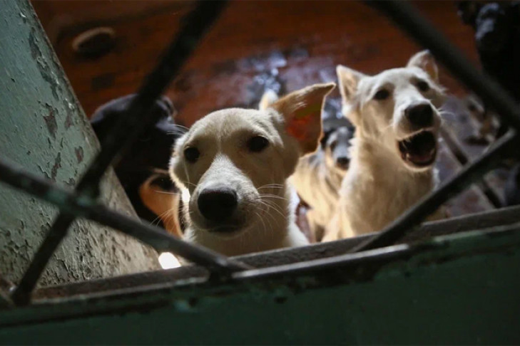 Семь собак из приюта погибли на пожаре в Новосибирске