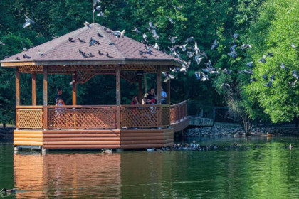 Озеро в зоопарке позеленело из-за адской жары в Новосибирске