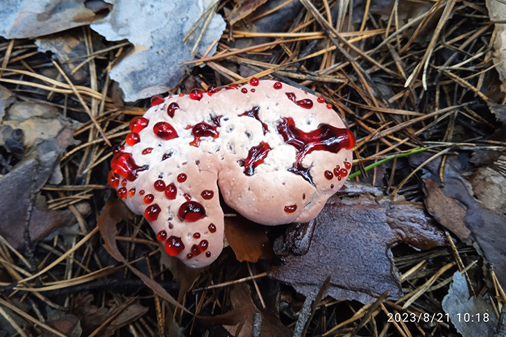 Кровоточащий зуб дьявола отыскал грибник в лесу Новосибирской области