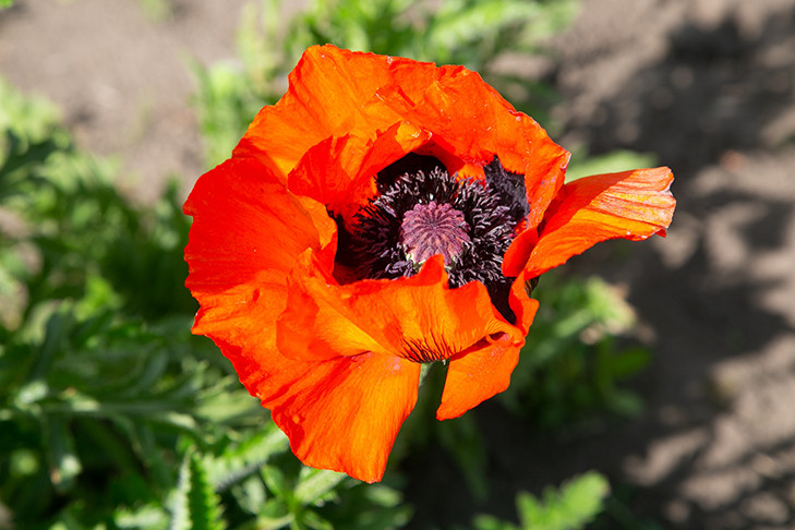 Новосибирцам раскрыли полезные для здоровья свойства мака