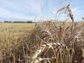 Новосибирская область лидирует в сфере экспорта сельхозпродукции