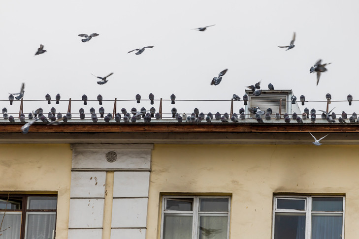 Огромное нашествие голубей в Новосибирске объяснил орнитолог Яновский