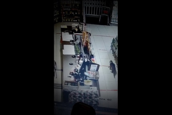 Хвостатый незнакомец сутками тестировал сигнализацию в магазине в Искитиме