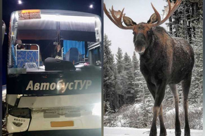 Лось погиб под колесами междугороднего автобуса Новосибирск-Кемерово