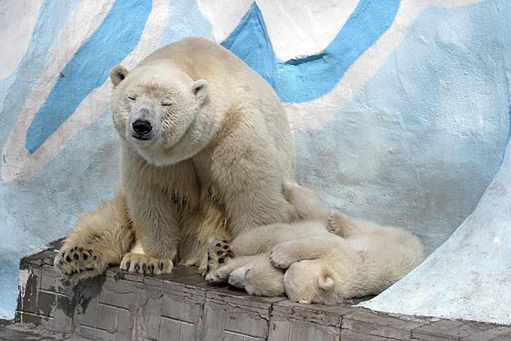 Медведицу Герду с двумя малышами обеспечили мобильным интернетом от МТС