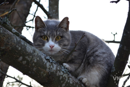Кота на 14-метровом дереве оставили спасатели 