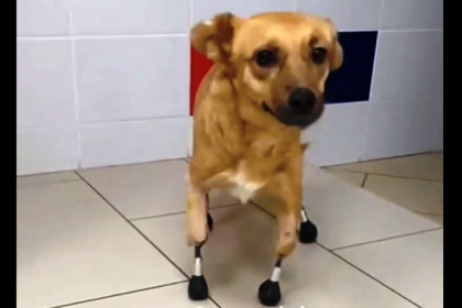 Протезы на все 4 лапы -  первая собака в России научилась заново ходить в Новосибирске 