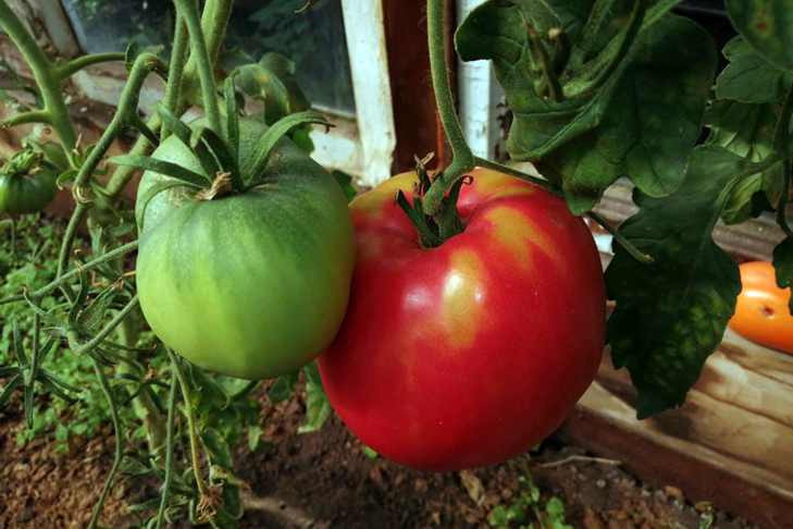 Дозревание помидоров: ученые раскрыли самый простой и неожиданный секрет