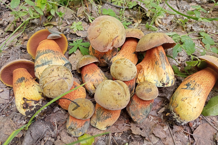 Лесной черт пугает неопытных грибников в Новосибирской области