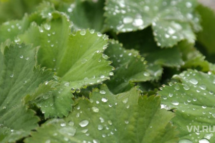 Новый способ борьбы с герпесом нашли ученые из Кольцово