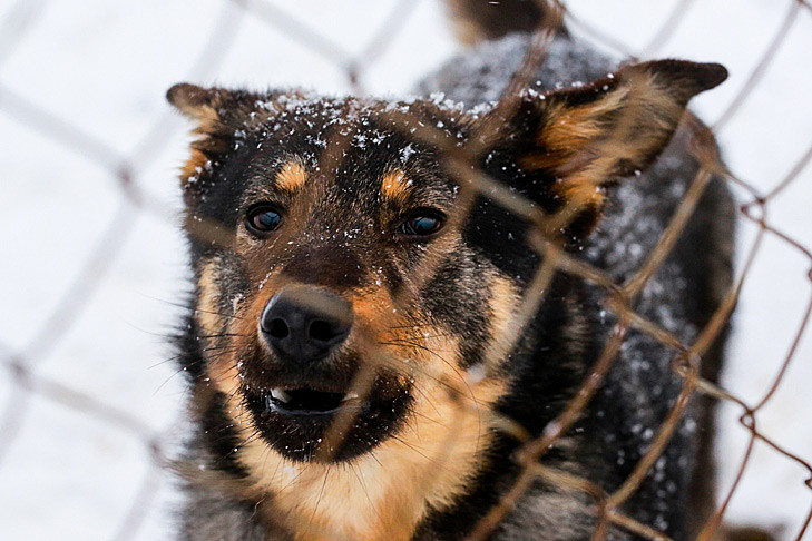 Суд взыскал 22 тысячи рублей с хозяина злой собаки под Новосибирском