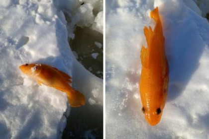 Золотую рыбку-каннибала достал из криминального озера новосибирец