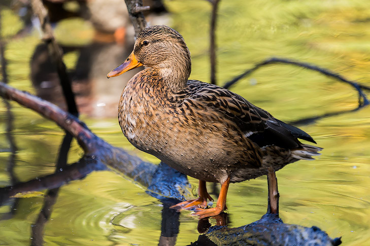 Нейросеть Сбера создала детскую книгу о водоёмах и их обитателях — «Эконавигатор: Путешествие по реке»