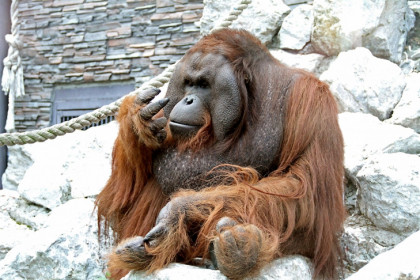 День рождения орангутана Бату отмечают в Новосибирском зоопарке 8 августа