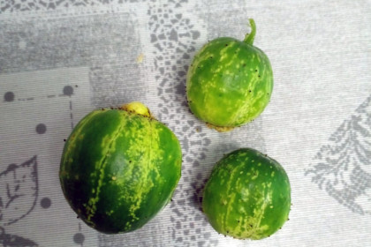 Мода на арбузные огурцы появилась у дачников под Новосибирском