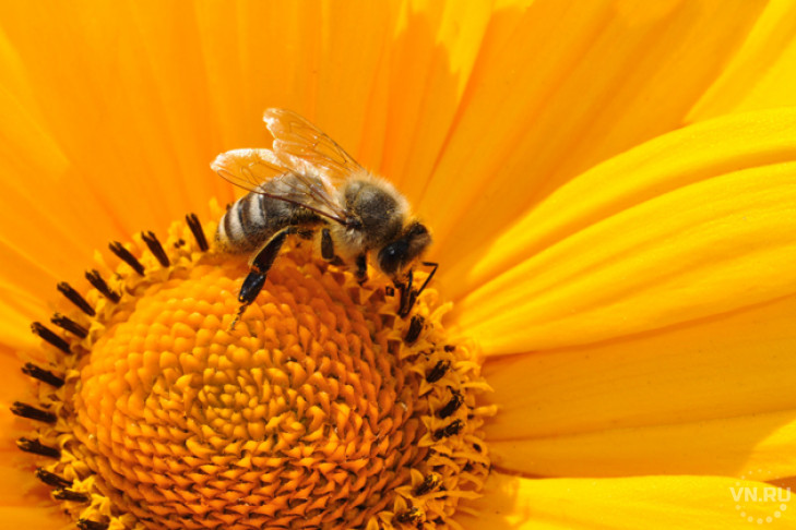 Названа причина вымирания пчел на Земле 