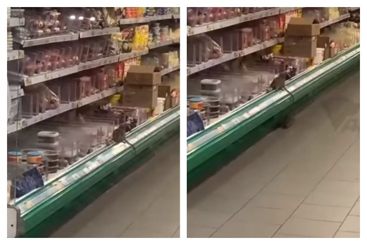 Гигантские крысы устроили пир на полках магазина в Новосибирске