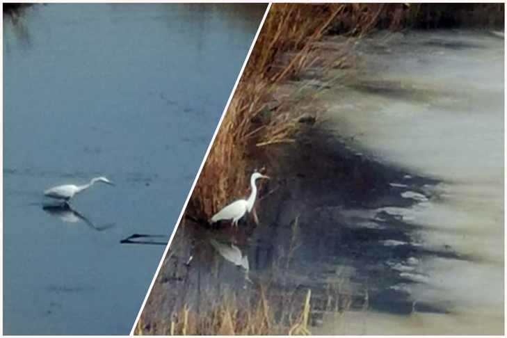 Огромная белая цапля принесла на крыльях весну в Новосибирск