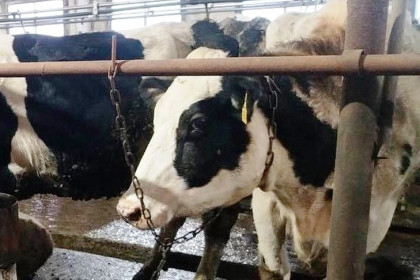 Ветеринарную безопасность в НСО проинспектирует комиссия от Правительства России