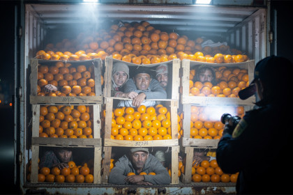 Мигранты прятались от силовиков в мандаринах на рынке в Новосибирске