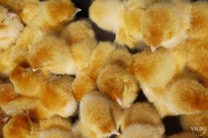 15 000 цыплят украли у предпринимателя из Карасука