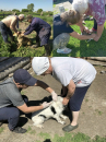 Убинские ветеринары проводят вакцинацию